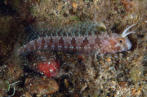 Tentacled blenny